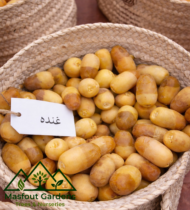 ⁦غندة الإمارات⁩ - الصورة ⁦4⁩