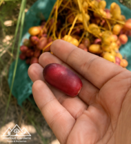 ⁦الزعفران⁩ - الصورة ⁦3⁩