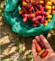 ⁦الزعفران⁩ - الصورة ⁦2⁩