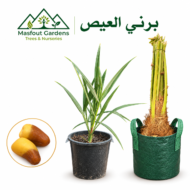 برني العيص