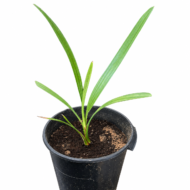 ⁦صمود⁩ - الصورة ⁦2⁩