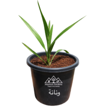 ونانة - Image 2