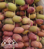 ونانة - Image 3