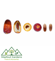 ونانة - Image 4