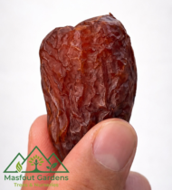 ونانة - Image 6