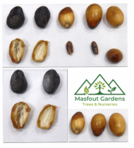 ⁦أزرق الازرق⁩ - الصورة ⁦2⁩