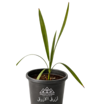 ⁦أزرق الازرق⁩ - الصورة ⁦3⁩