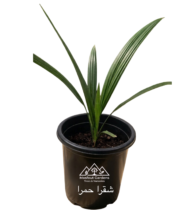 ⁦اشقر احمر⁩ - الصورة ⁦4⁩