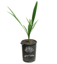 ⁦حُلْوَةُ دُبَيّ⁩ - الصورة ⁦2⁩