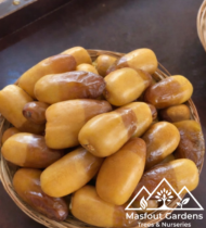 ⁦حُلْوَةُ دُبَيّ⁩ - الصورة ⁦3⁩