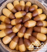 حُلْوَةُ دُبَيّ