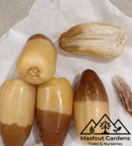 ⁦حُلْوَةُ دُبَيّ⁩ - الصورة ⁦4⁩