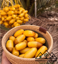 ⁦حُلْوَةُ دُبَيّ⁩ - الصورة ⁦5⁩