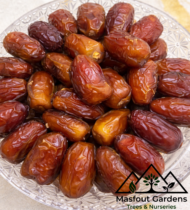 ⁦حُلْوَةُ دُبَيّ⁩ - الصورة ⁦6⁩