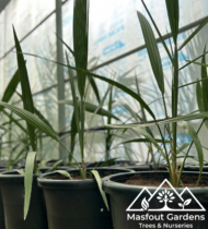 ⁦المزيونة⁩ - الصورة ⁦2⁩