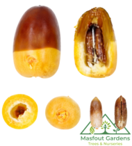 ⁦المزيونة⁩ - الصورة ⁦3⁩