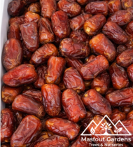 ⁦المزيونة⁩ - الصورة ⁦5⁩