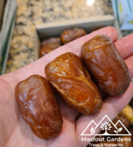 ⁦المزيونة⁩ - الصورة ⁦6⁩