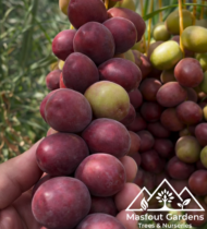 ⁦الجوزي الاحمر⁩ - الصورة ⁦2⁩