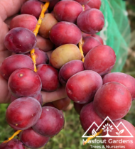 ⁦الجوزي الاحمر⁩ - الصورة ⁦3⁩