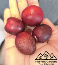 ⁦الجوزي الاحمر⁩ - الصورة ⁦4⁩