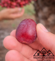 ⁦الجوزي الاحمر⁩ - الصورة ⁦5⁩