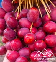 الجوزي الاحمر