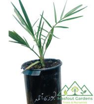 ⁦الجوزي الاحمر⁩ - الصورة ⁦6⁩