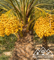 الشيراني - Image 5