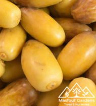 الشيراني - Image 2