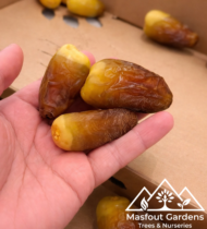 الشيراني - Image 4