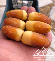 ⁦الحساوي⁩ - الصورة ⁦3⁩