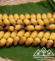 ⁦الحساوي⁩ - الصورة ⁦4⁩