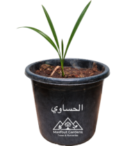 ⁦الحساوي⁩ - الصورة ⁦5⁩