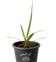 ⁦أم الدهن⁩ - الصورة ⁦2⁩