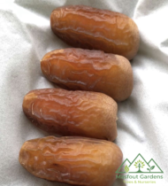 ⁦أم الدهن⁩ - الصورة ⁦3⁩