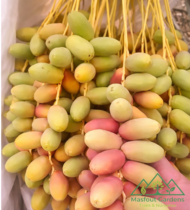 ⁦أم الدهن⁩ - الصورة ⁦4⁩