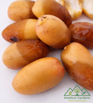 ⁦أم الدهن⁩ - الصورة ⁦6⁩