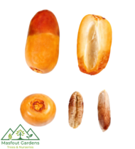 ⁦أم الدهن⁩ - الصورة ⁦7⁩