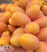 ⁦أم الدهن⁩ - الصورة ⁦9⁩