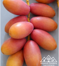 ⁦أم الدهن⁩ - الصورة ⁦10⁩