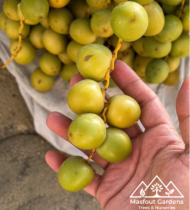 ⁦حوشانة⁩ - الصورة ⁦2⁩