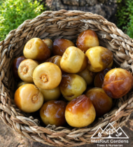 ⁦حوشانة⁩ - الصورة ⁦3⁩