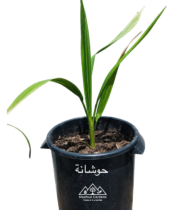 ⁦حوشانة⁩ - الصورة ⁦4⁩