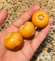 ⁦حوشانة⁩ - الصورة ⁦5⁩