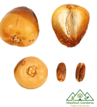 ⁦حوشانة⁩ - الصورة ⁦6⁩