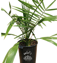 ⁦زاملي⁩ - الصورة ⁦2⁩