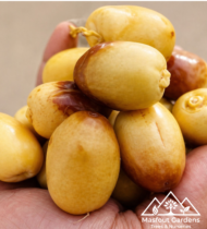 ⁦زاملي⁩ - الصورة ⁦3⁩