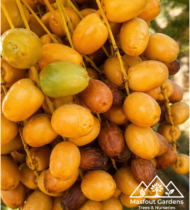 ⁦زاملي⁩ - الصورة ⁦8⁩