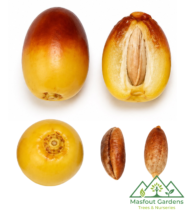 ⁦زاملي⁩ - الصورة ⁦9⁩